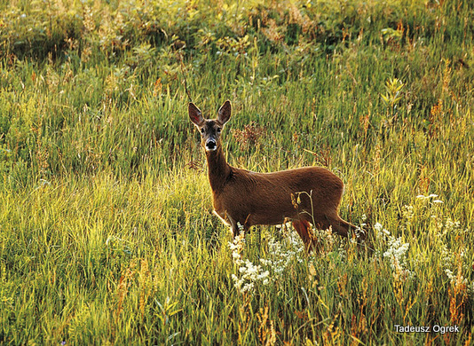 Carpathian deer
