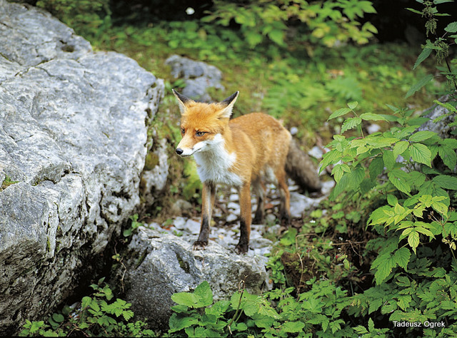 A very sly fox.
