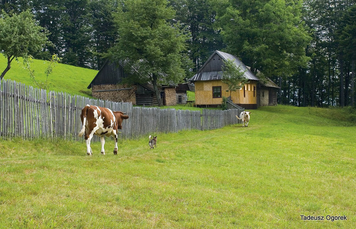 Cows heading home